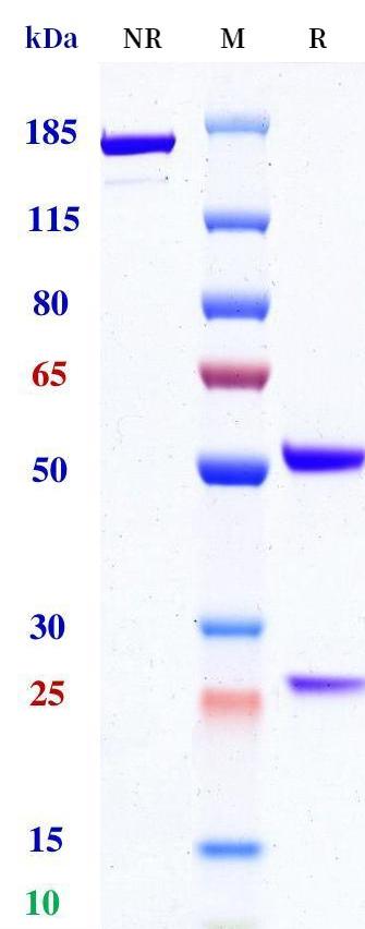 0 - Anti-PD-L2 Reference Antibody (Dana-Farber patent anti-PD-L2) APR11340