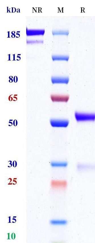 0 - Anti-Her4 Reference Antibody (INSERM patent anti-Her4) APR11341