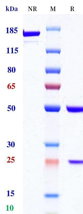 0 - Anti-Siglec10 Reference Antibody (Innate patent anti-Siglec10) APR11342