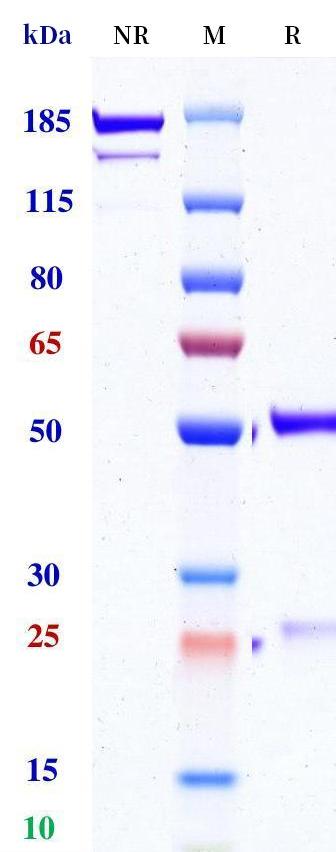 0 - Anti-IL-17F Reference Antibody (ImmunoQure patent anti-IL-17F) APR11343