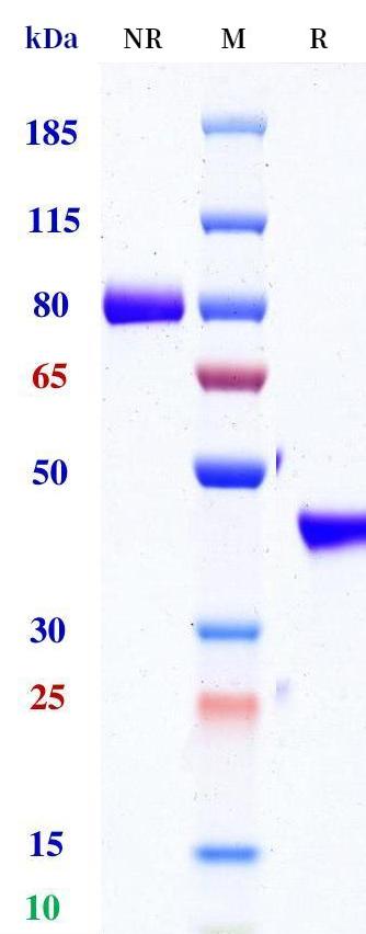 0 - Anti-NKp46 Reference Antibody (Merck Serono anti-NKp46) APR11344