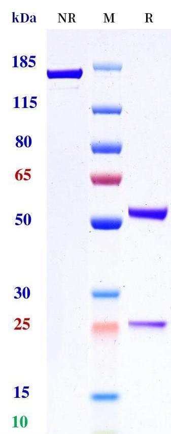 0 - Anti-LILRB3 Reference Antibody (TRX585) APR11345