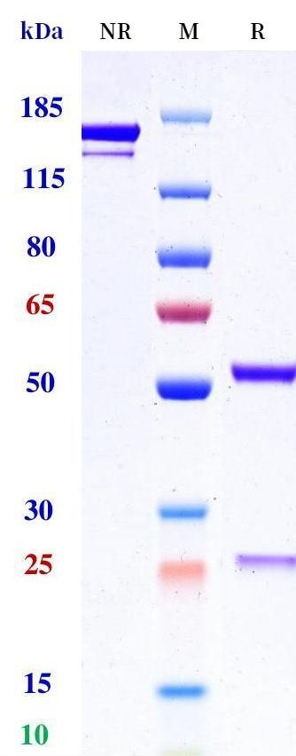 0 - Anti-RSPO2 Reference Antibody (Genentech patent anti-RSPO2) APR11347