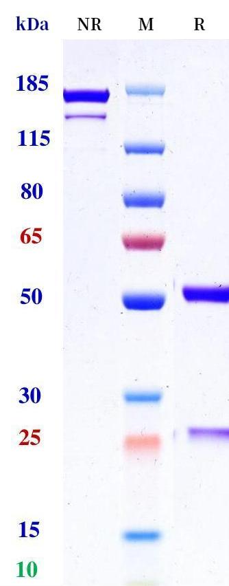 0 - Anti-LILRB3 Reference Antibody (Bioinvent patent anti-LILRB3) APR11348