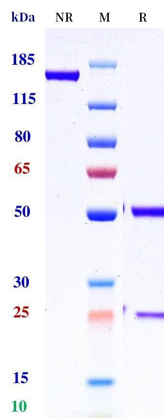 0 - Anti-CEA Reference Antibody (Neogenix 16C3) APR11349
