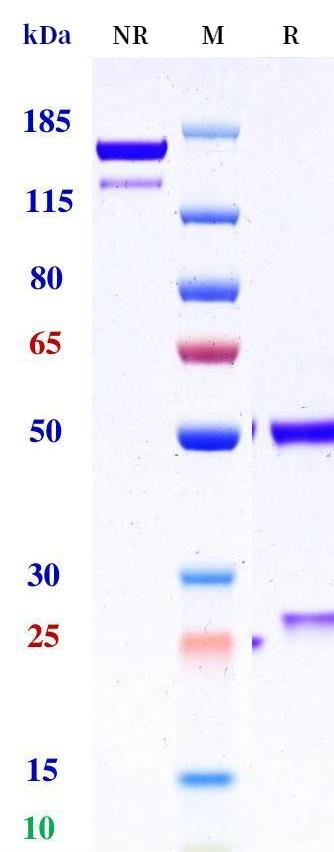 0 - Anti-Notch4 Reference Antibody (Medimmune patent anti-Notch4) APR11350