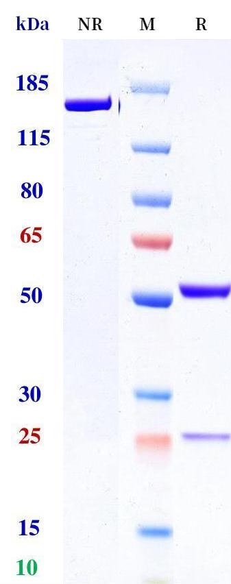 0 - Anti-HLA-G Reference Antibody (TTX-080) APR11351