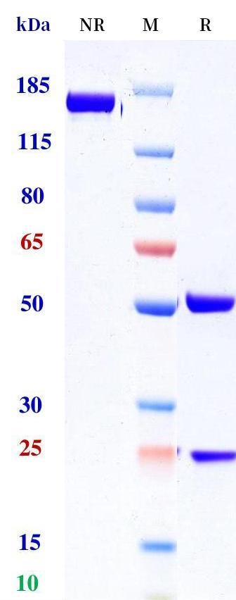 0 - Anti-RSPO2 Reference Antibody (OncoMed patent anti-RSPO2) APR11352