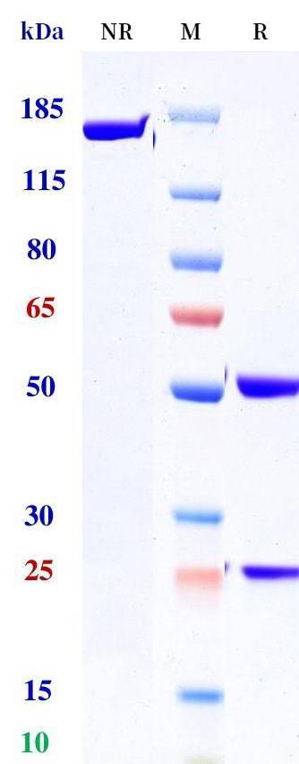 0 - Anti-IL-31 Reference Antibody (BMS-981164) APR11354