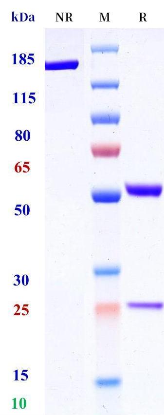 0 - Anti-IL-11RA Reference Antibody (LASN01) APR11356
