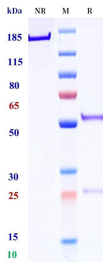 0 - Anti-KLRB1 Reference Antibody (MIT patent anti-KLRB1) APR11357
