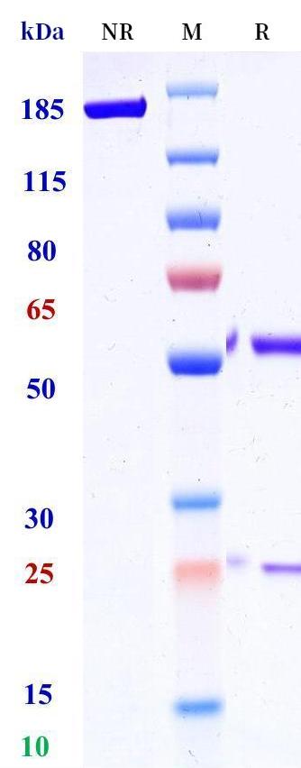 0 - Anti-Siglec-10 Reference Antibody (ONC-841) APR11358
