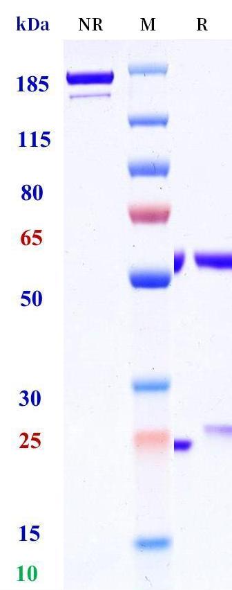0 - Anti-EPO Reference Antibody (Amgen patent anti-EPO) APR11359