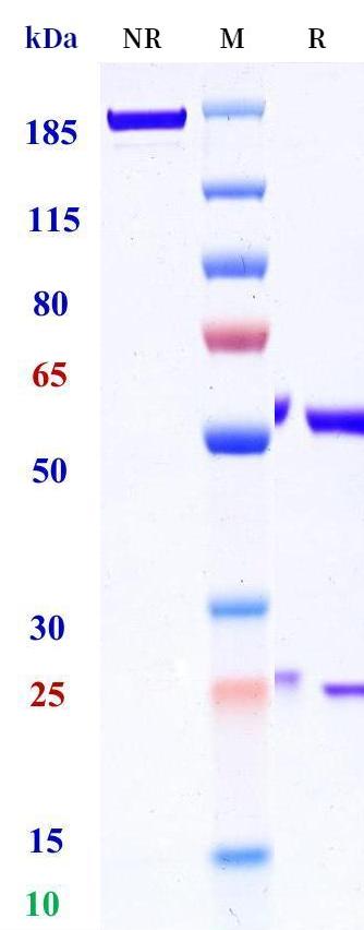 0 - Anti-Arginase-1 / ARG1 Reference Antibody (Merck patent anti-Arginase-1) APR11360