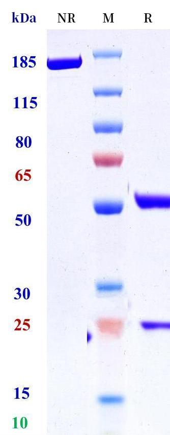 0 - Anti-HLA-C Reference Antibody (Janssen patent anti-HLA-C) APR11361