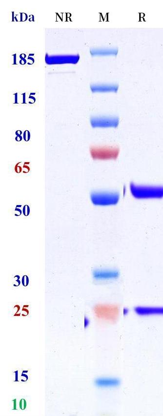 0 - Anti-Epiregulin Reference Antibody (Chugai patent anti-Epiregulin) APR11362