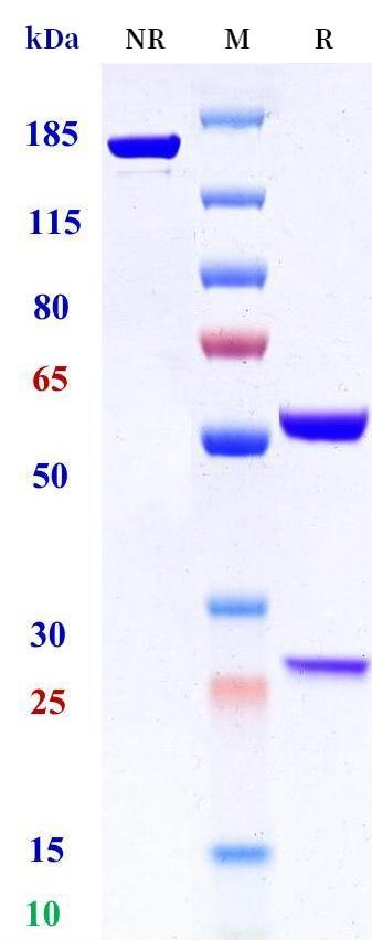 0 - Anti-NKG2C Reference Antibody (Biolegend patent anti-NKG2C) APR11364