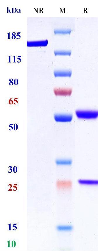 0 - Anti-HLA-G Reference Antibody (Roche patent anti-HLA-G) APR11365