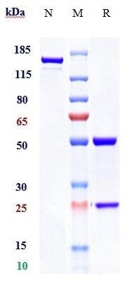 0 - Anti-CLDN3 Reference Antibody (GSK patent anti-CLDN3 CAR) APR11366