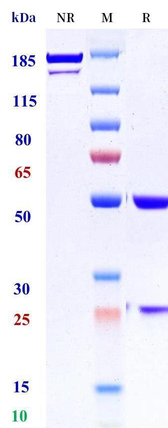 0 - Anti-Fc-gamma-RIIB / CD32b Reference Antibody (BI-1206) APR11367