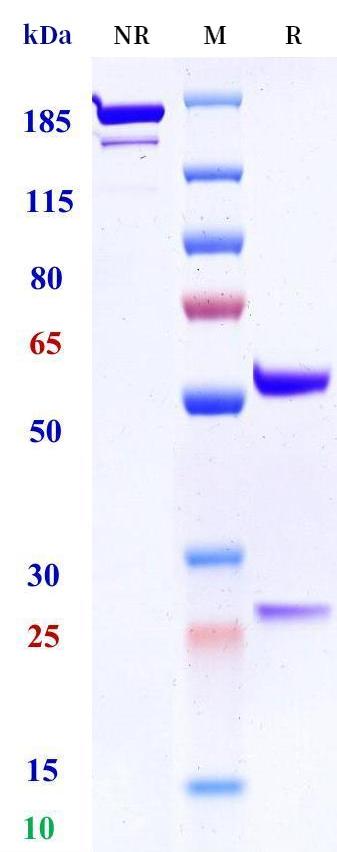 0 - Anti-DR3 Reference Antibody (PTX-35) APR11369