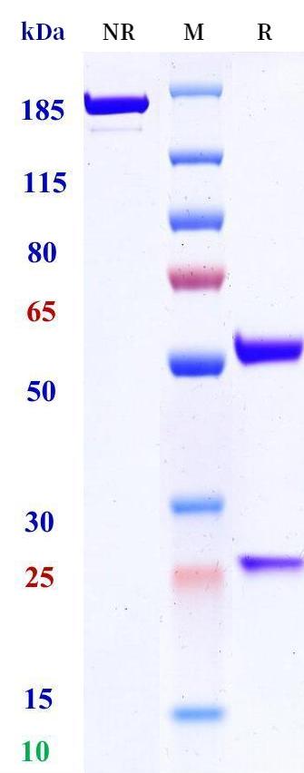 0 - Anti-LILRB1 Reference Antibody (D2M Biotherapeutics patent anti-LILRB1) APR11370