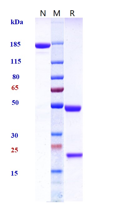 0 - Anti-CXCR2 / IL-8Rb / CD182 Reference Antibody (Shanghai Tech.U. patent anti-CXCR2) APR11371