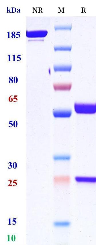 0 - Anti-RSV-F Reference Antibody (clesrovimab） APR11372