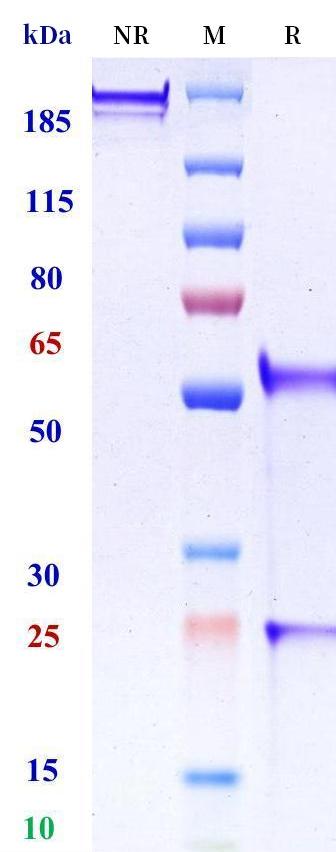 0 - Anti-ADAM17 Reference Antibody (Pierre Fabre patent anti-ADAM17) APR11373