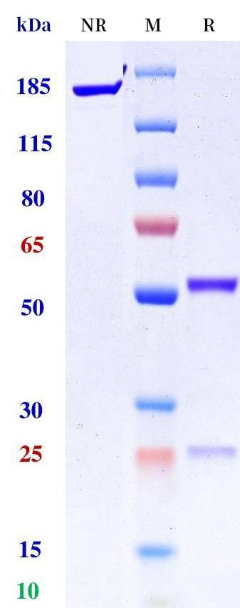 0 - Anti-CDH19 Reference Antibody (Amgen patent anti-CDH19) APR11374