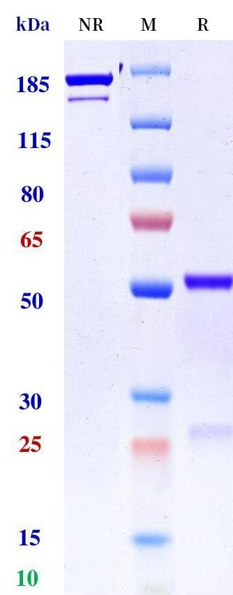 0 - Anti-CD30L Reference Antibody (Novo Nordisk patent anti-CD30L) APR11376