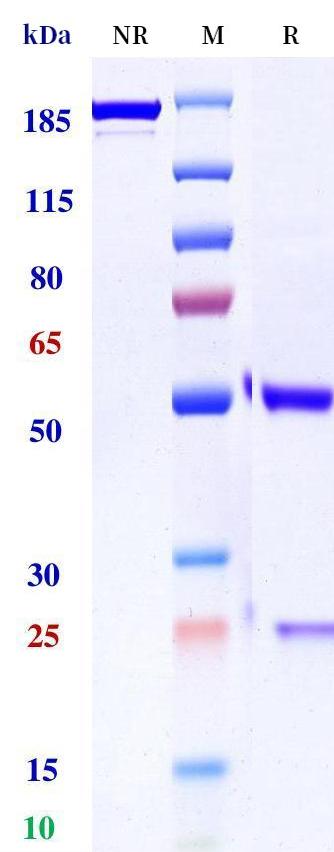 0 - Anti-CD30L Reference Antibody (Prometheus patent anti-CD30L) APR11378