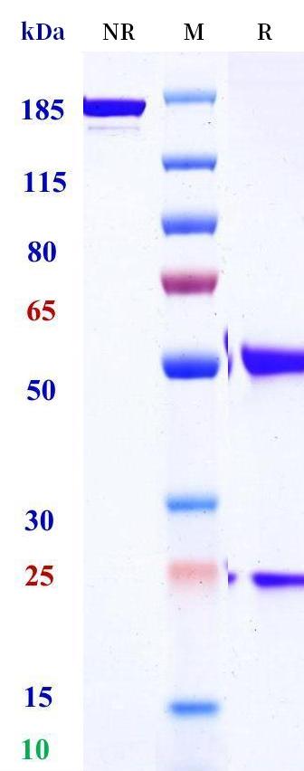 0 - Anti-STEAP2 Reference Antibody (Medimmune patent anti-STEAP2 CAR) APR11379