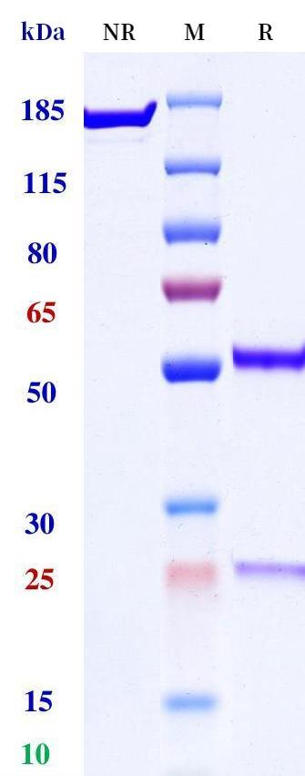 0 - Anti-BSSL Reference Antibody (SOL-116) APR11380