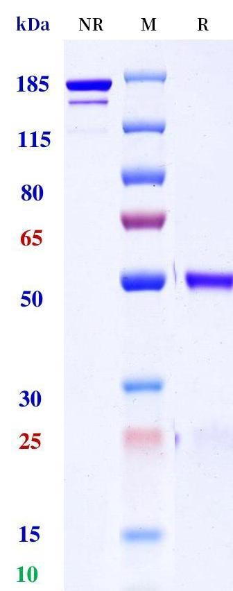 0 - Anti-Contactin-4 Reference Antibody (GENA-104A16) APR11382