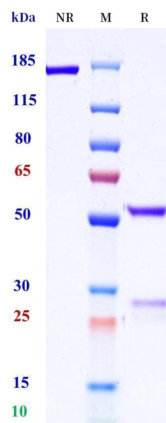 0 - Anti-GP88 Reference Antibody (AG01) APR11384