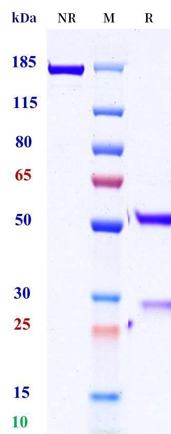 0 - Anti-Endothelial Lipase Reference Antibody (Shionogi patent anti-Endothelial Lipase) APR11386