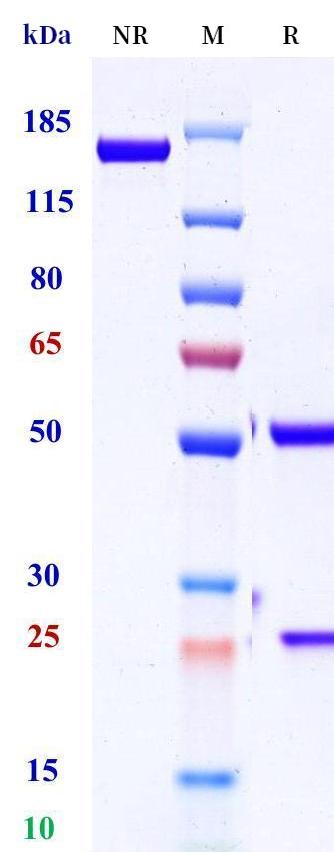 0 - Anti-HMG1 Reference Antibody (Medimmune patent anti-HMG1) APR11387
