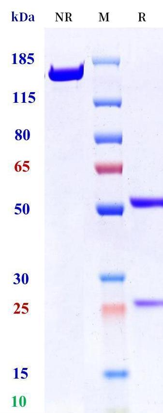 0 - Anti-Thrombin Reference Antibody (Jiangsu Hengrui patent anti-Thrombin) APR11388