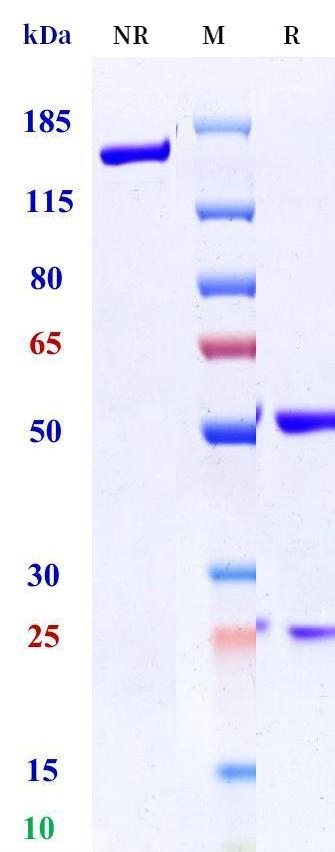 0 - Anti-NRG1 Reference Antibody (Genentech patent anti-NRG1) APR11389