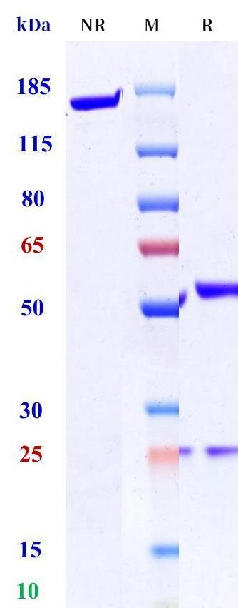 0 - Anti-Heparanase Reference Antibody (Medarex patent anti-Heparanase) APR11390