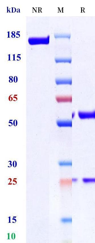0 - Anti-Heparanase Reference Antibody (Medimmune patent anti-Heparanase) APR11391