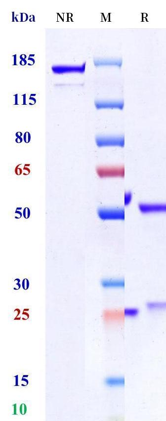 0 - Anti-GFRA4 Reference Antibody (U.Penn. patent anti-GFRA4) APR11392