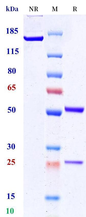 0 - Anti-NGAL Reference Antibody (Abbott patent anti-NGAL) APR11393
