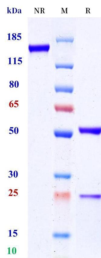 0 - Anti-OSCAR Reference Antibody (Novo Nordisk patent anti-OSCAR) APR11394