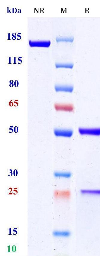 0 - Anti-Endothelial lipase Reference Antibody (MEDI5884) APR11395