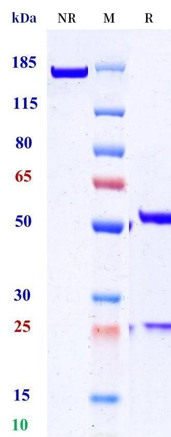 0 - Anti-Heparanase Reference Antibody (Rappaport Family Inst. patent anti-Heparanase) APR11397