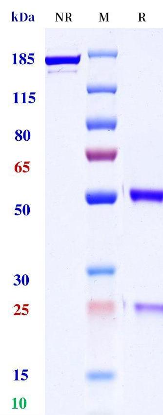 0 - Anti-Robo4 Reference Antibody (Genentech patent anti-Robo4) APR11398
