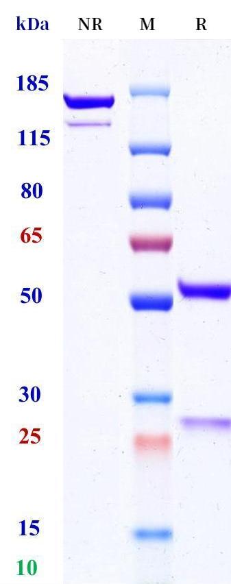 0 - Anti-LRP6 Reference Antibody (Novartis patent anti-LRP6) APR11399