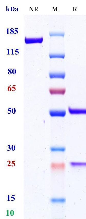 0 - Anti-Robo4 Reference Antibody (Daiichi Sankyo patent anti-Robo4) APR11400